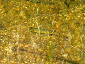 wPCT-2015-day10-5  trout.jpg (407250 bytes)